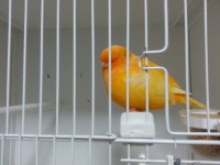 /album/%cf%84%ce%b1-%cf%80%ce%bf%cf%85%ce%bb%ce%ac%ce%ba%ce%b9%ce%b1-%ce%bc%ce%b1%cf%82/yellow-hen-2013-jpg/